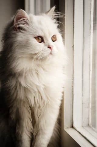 Türkisch Angora am Fenster